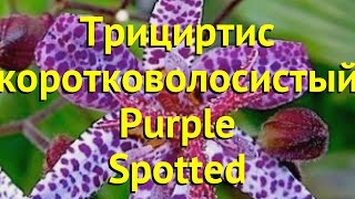 Трициртис коротковолосистый Йеллоу Краткий обзор описание tricyrtis hirta Purple Spotted [upl. by Dnaleel426]