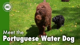 Top 10 BIGGEST Dog Breeds IN THE WORLD [upl. by Acilejna244]