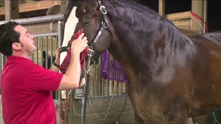 Clydesdale horses return for holiday show [upl. by Josie]