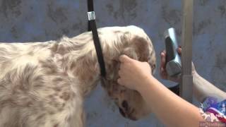 Grooming the Show Style English Setter with Irina Pina Pinkusevich [upl. by Moselle]