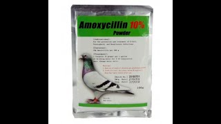 The Science Behind amoxicillin do racing pigeons need it [upl. by Nalra260]