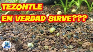 Tezontle como sustrato para Acuario Plantado [upl. by Aisinoid]