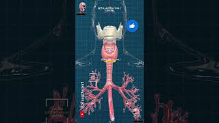 Thyroid amp parathyroid gland 🔥⚡ [upl. by Nosnorb]