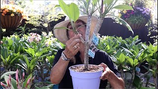 How to Grow and Care for Plumerias Frangipani with Suzanne Hetrick [upl. by Limann]