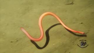 Weird Sea Worm swimming in depth [upl. by Ssew]