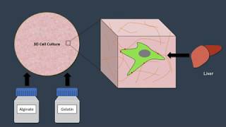 3DBioprinting of HEPG2Cells and construction of a LiveronaChip System [upl. by Nyllij239]