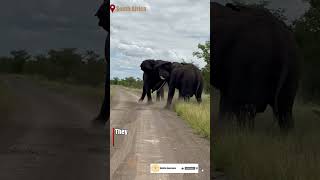 Tourists Witness Intense Elephant Fight [upl. by Nana]