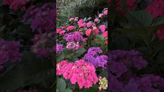 macrophylla гортензія flowers garden гортензия hydrangea shortsсадгортензий hydrangeagarden [upl. by Ziegler]