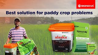 Top Solutions for Common Paddy Crop Problems  no1 Expert Tips amp Tricks [upl. by Eddana]