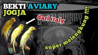 Review Kenari Scotch Fancy Ring FOI Italy Bekti Aviary Jogja kenarijogja [upl. by Assiar]