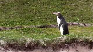 Subantarctic Wildlife at Macquarie Campbell Auckland and Snares Island [upl. by Ativla]