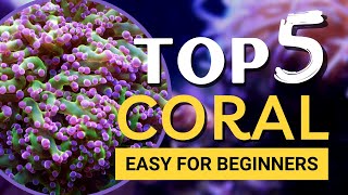 TOP 5 Corals for Beginners [upl. by Ameekahs]