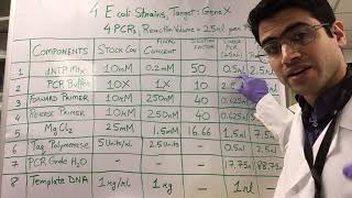 How To PCR Calculations [upl. by Ansel]