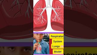 Working model of respiratory system l lungs 🫁 model with balloon shorts youtubeshorts [upl. by Airamas]