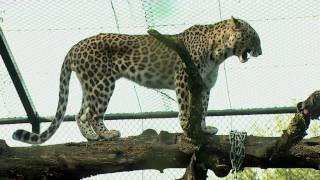 Luipaard Safaripark Beekse Bergen [upl. by Trimmer]