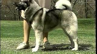 Norwegian Elkhound  AKC Dog Breed Series [upl. by Dorine756]