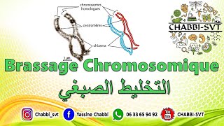 BRASSAGE CHROMOSOMIQUE [upl. by Haleeuqa]