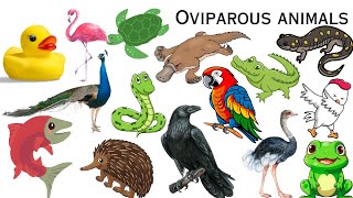 Oviparous animals  Oviparous animals name in english for kids  Oviparous animals name [upl. by Dadelos814]