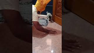 😪😪Enna polapu ithu😪😪julieo leo pug funny comedypets comedyvideo fun [upl. by Blaze]