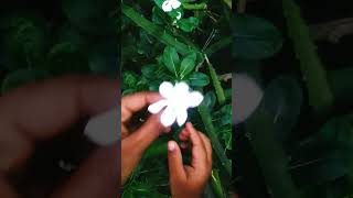 noyontara noyontara bangladesh nature viralvideo viralshorts [upl. by Ahsea]