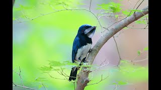 オオルリ大瑠璃♂と♀の餌運び Part2 ～ BlueandWhite Flycatcher carrying food ～ [upl. by Hakaber]