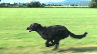 Slow Motion Dog Run [upl. by Ynettirb542]