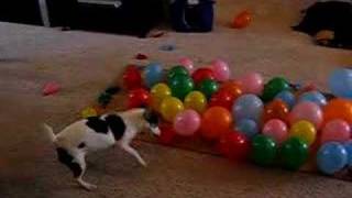 DOG vs BALLOONS [upl. by Austine]