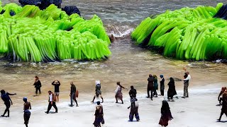 Someone Poured Fertilizers into the Ocean And a Week Later Everyone Was Shocked [upl. by Aimar819]