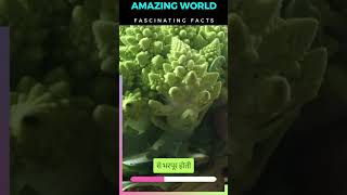 Unveiling Romanesco The Fascinating Fractal Broccolifactshorts vegetables [upl. by Traver670]