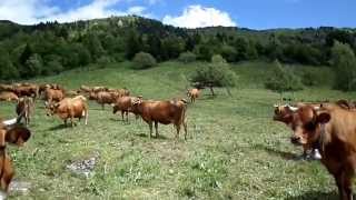 Vaches en Alpages 1650 m Naves en Savoie [upl. by Osbourn419]