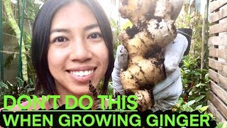 What NOT To Do When Growing Ginger Turmeric Galangal  Exciting Opportunity For You [upl. by Ailam344]