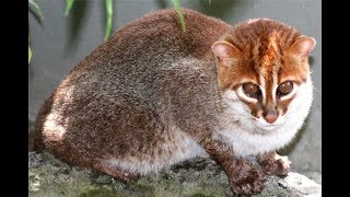 Rarest cats in the world Flat Headed Cat [upl. by Ermey]