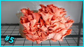 🍄 5 Essai de culture du PLEUROTE ROSE Pleurotus djamor [upl. by Roban937]