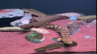 Bichir Tank Update 2021 [upl. by Kironde697]