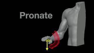 Arm Muscles 21 Pronation and Supination [upl. by Noxin319]