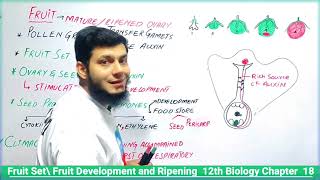 Fruit Setting Fruit Ripening  Fruit Development Role of Hormones in fruits Development 12class [upl. by Dinny]