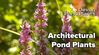 Architectural Pond Plants [upl. by Aneehsyt]