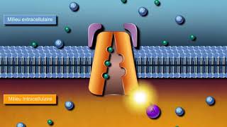 Questce que la pompe NaK ATPase [upl. by Skye]