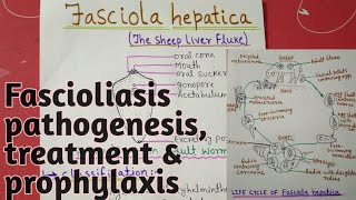 Fasciola hepatica  full notes explain in hindi [upl. by Analak]