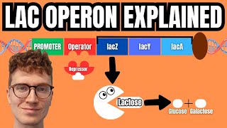 LAC OPERON EXPLAINED [upl. by Sorvats]