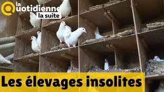 Les élevages insolites  La Quotidienne la suite [upl. by Serdna]