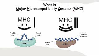 Arabic  What is Major Histocompatibility complex MHC  MHC I vs MHC II عربي [upl. by Yrahca]