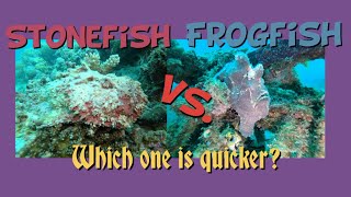 Stonefish vs FrogfishOceanesse IDScuba diving [upl. by Thibaud]