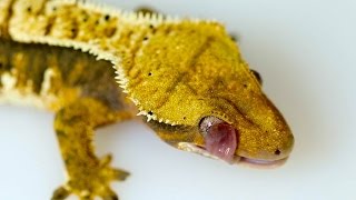 SLOW MOTION Crested Geckos Licking Their Eyes IN HD [upl. by Ludie783]