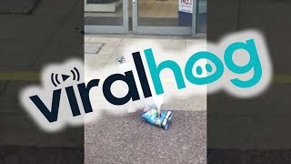 Sneaky Seagull Shoplifts a Snack  ViralHog [upl. by Aaberg]