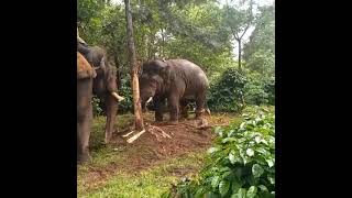 Elephant vs Elephant Fight  Raw footage  Sakaleshpura  abhimanyu [upl. by Eissahc]