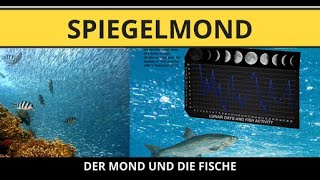 Der MOND und die FISCHE ⎢Schwingungen des Kosmos 34 [upl. by Demetrius]