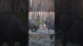 Watch Massive moose rumble for mating season Shorts [upl. by Glassman]