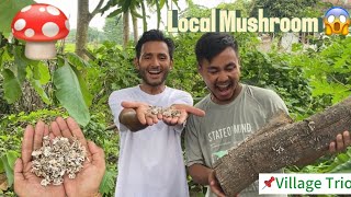 Picking Unique Splitgills mushroom at home😱 [upl. by Saito]