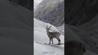 Ibex goat laugh at gravity 🐐🐐 shorts science [upl. by Balsam778]